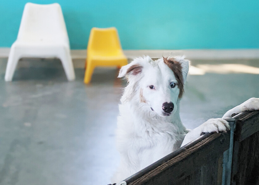 Dog Daycare & Boarding at The Tail Haven