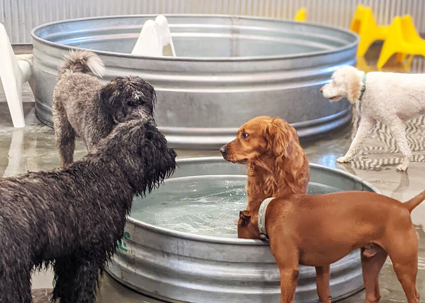 Dog Daycare & Boarding at The Tail Haven